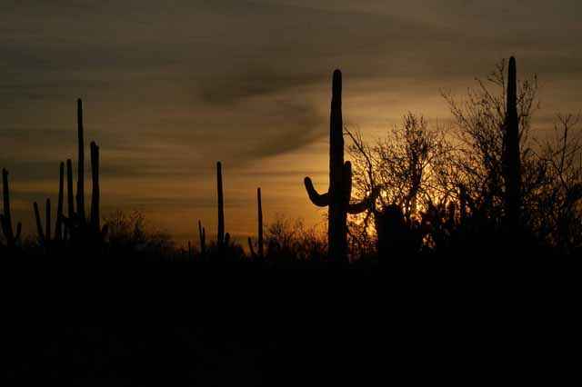 Sonora Desert sunset